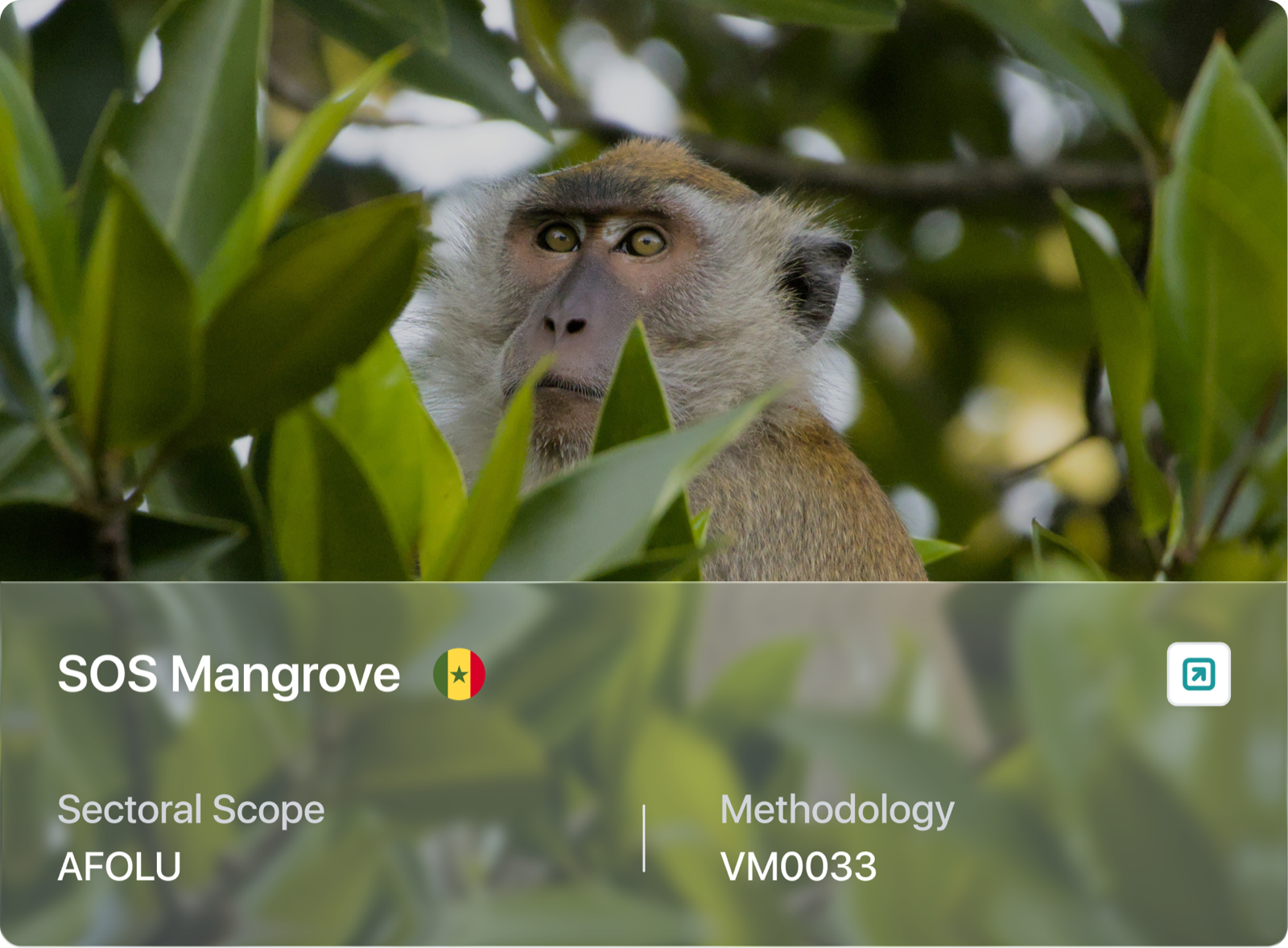 SOS Mangrove project card, Senegal, Sectoral Scope AFOLU, Methodology VM0033
